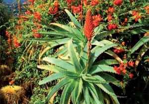 Una pianta di Aloe vera