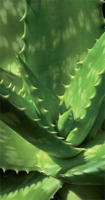 Una pianta di Aloe vera